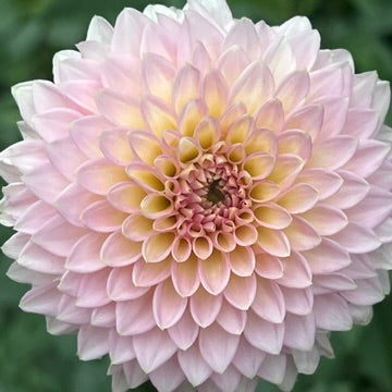 'Vista Kestyn' Tuber