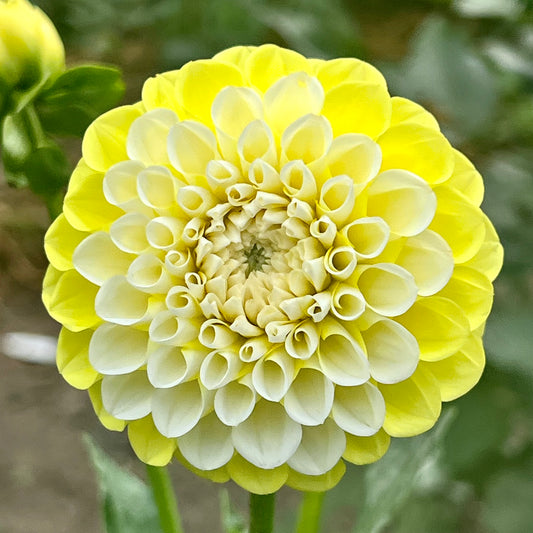 'River's Yellow Snow' Tuber