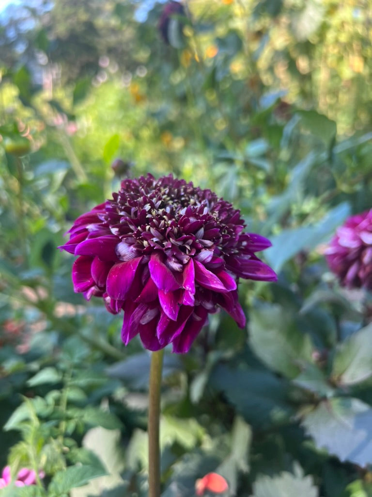 'Rosie Raven' Tuber