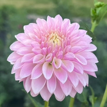 'Tahoma Kelli' Tuber