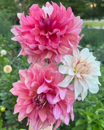 'AC Sandra J' Tuber