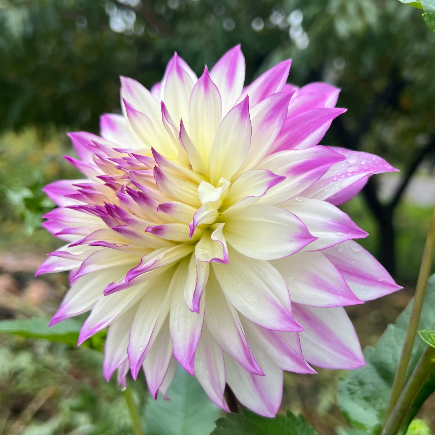 'Ferncliff Illusion' Tuber