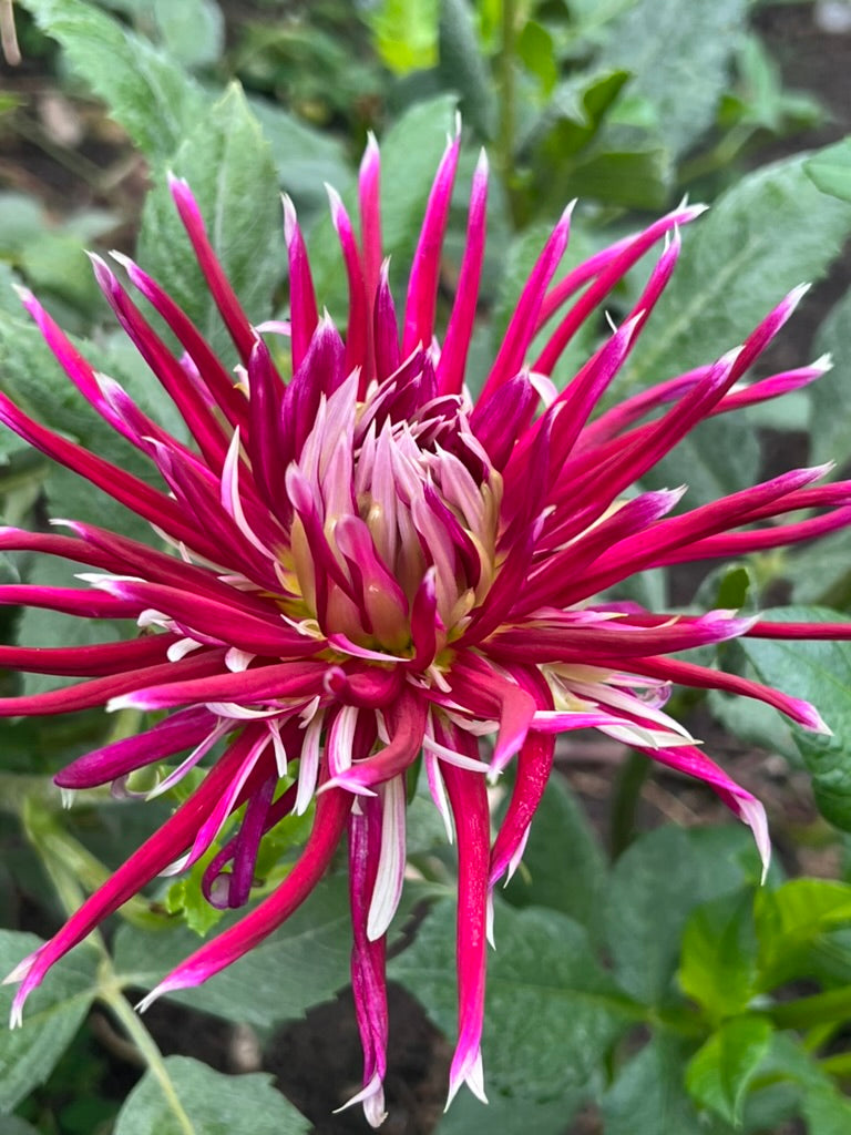 'Hollyhill Spiderwoman' Tuber