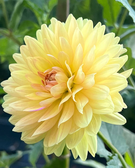 'Gabrielle Marie' Tuber