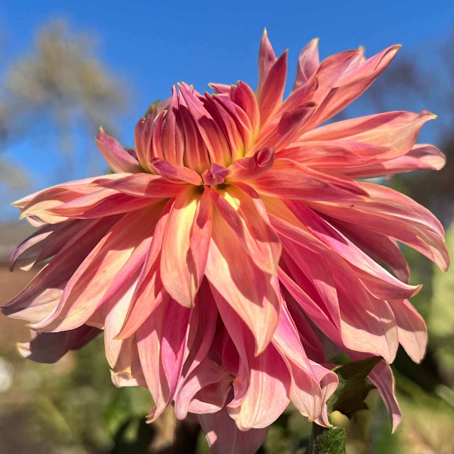 'Penhill Dark Monarch' Tuber