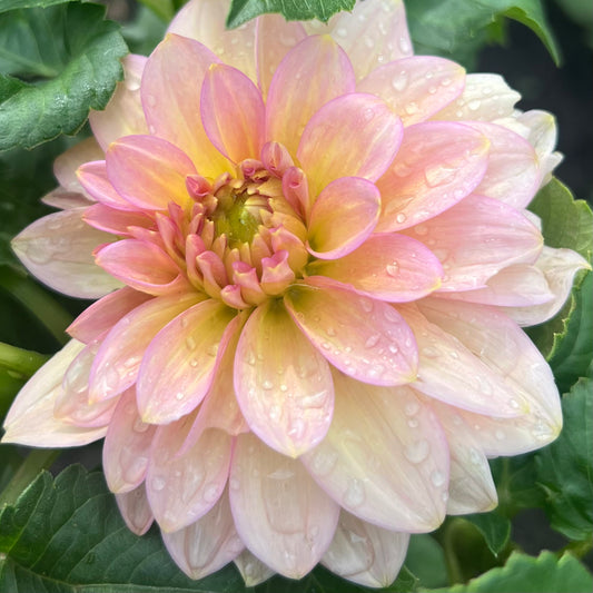 '20th Ave Pink Cloud' Tuber