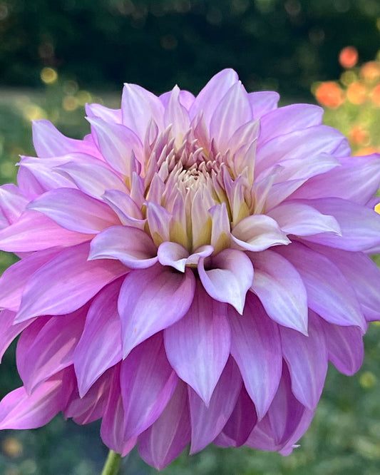 'Clearview Lila' Tuber