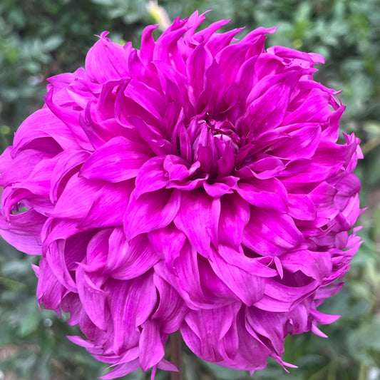 'Wyn's Flowerlady Mom' Tuber
