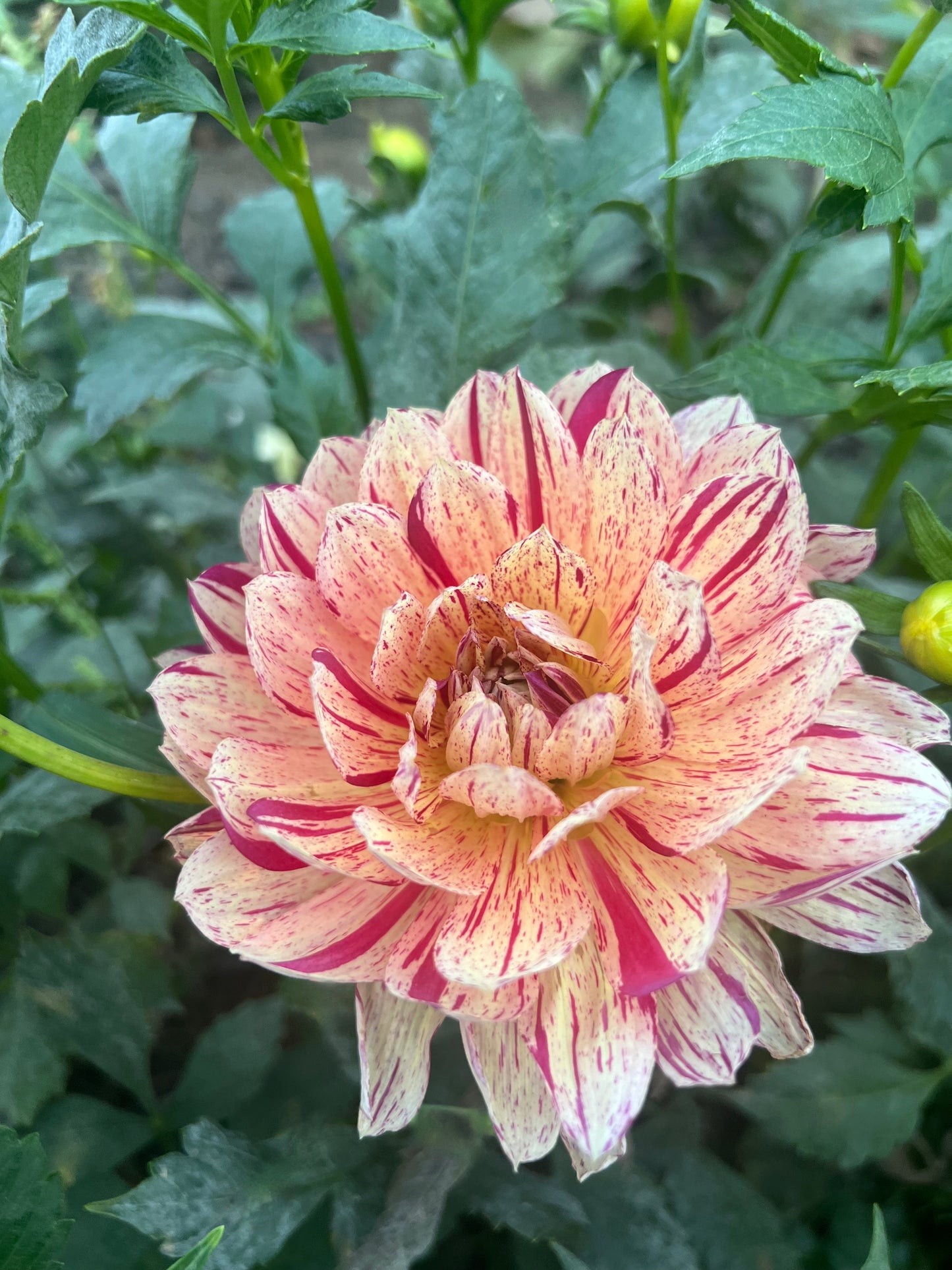 'Hollyhill Pink Tigress' Tuber