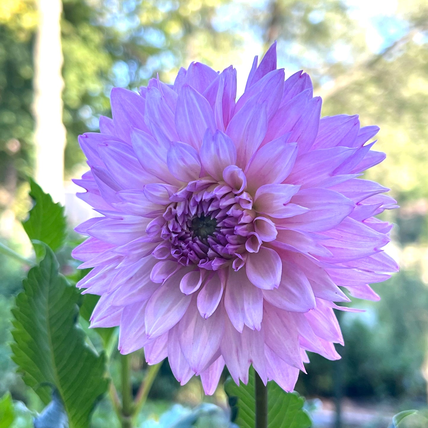 'Lee's Flute Loop Lavender' Tuber