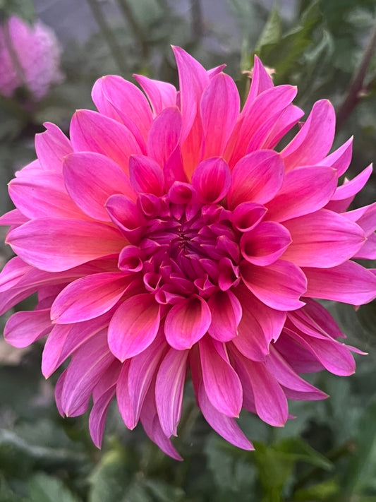 'Wyoming Wedding' Tuber