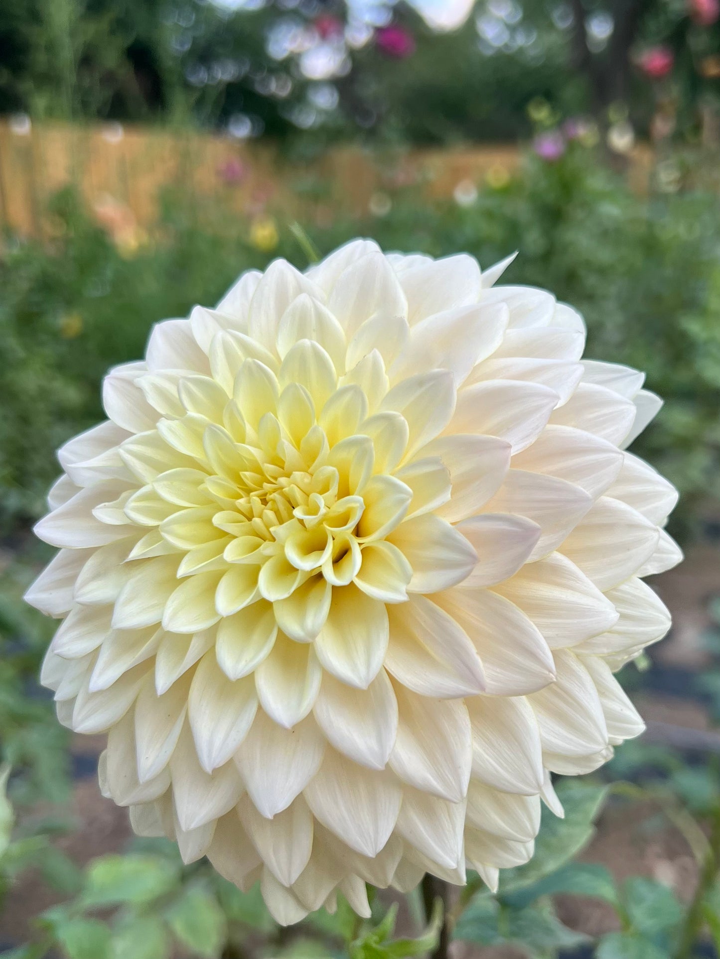 'Lee's Halo' Tuber