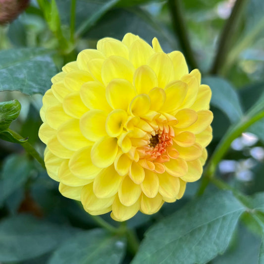 'Golden Scepter' Tuber