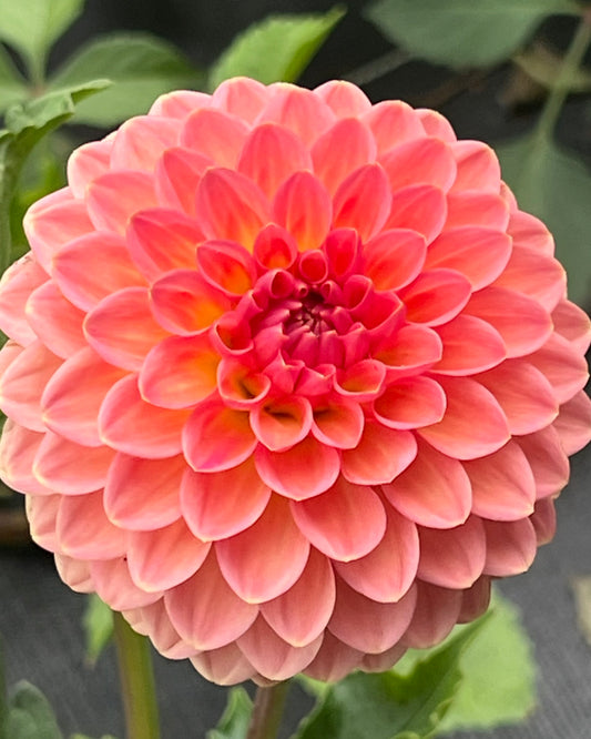 'Hillcrest Suffusion' Tuber