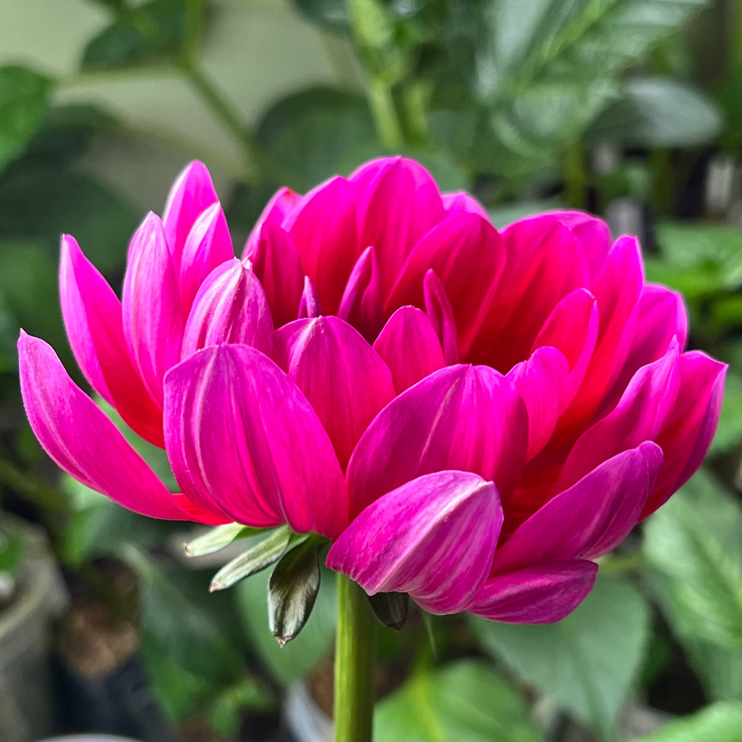 'Hollyhill Amethyst' Tuber