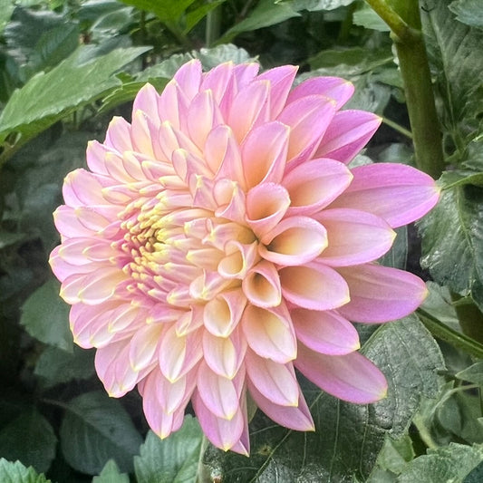 'Skipley Spot of Gold' Rooted Cutting