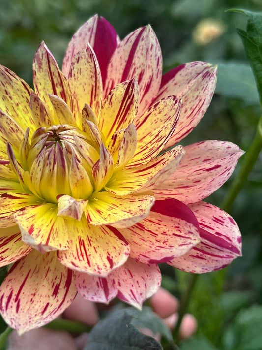 'Hollyhill Pink Tigress' Tuber