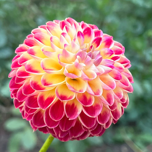 'Hapet Duplo' Tuber
