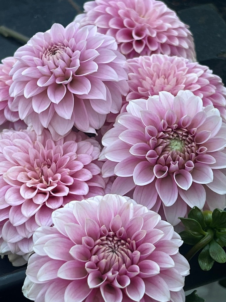 'Levi's Confessor' Tuber