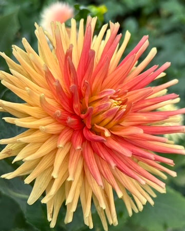 'Ferncliff Paradise' Tuber