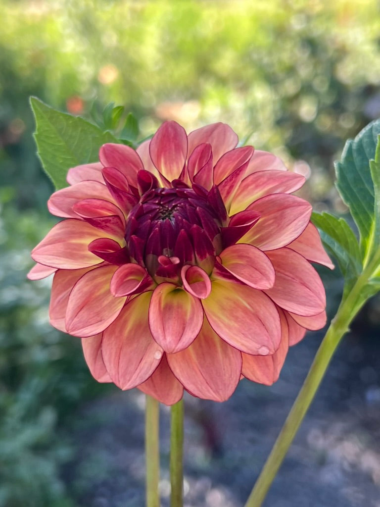 'KA's® Mocha Katie' Tuber
