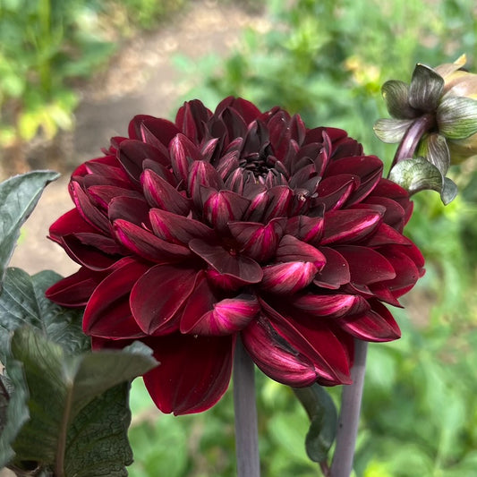 'Manoa' Tuber