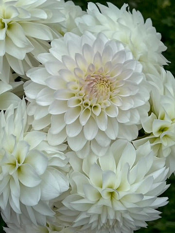 'KA's® Snow Jo' Tuber