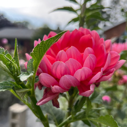 'Hollyhill Daydream' Tuber