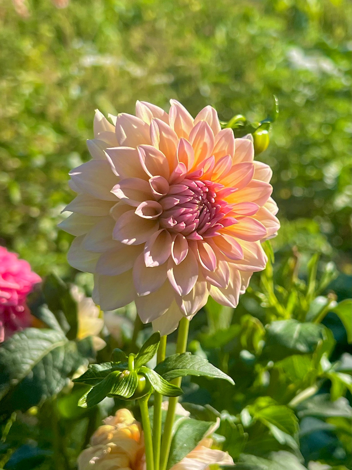 'DL's The Special' Rooted Cutting