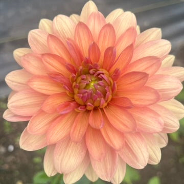 'Chateau de la Bourdaisiere' Tuber