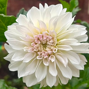 'KA's® Snow Jo' Tuber