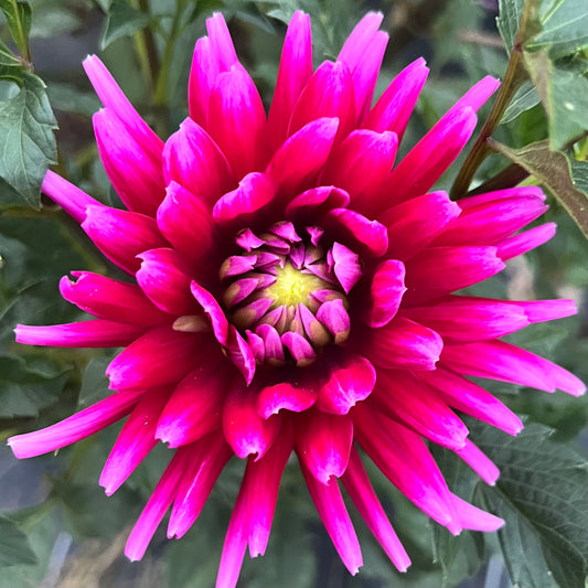 'Dark Magic' Tuber