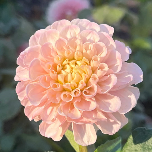 'Levi's Revenant' Rooted Cutting