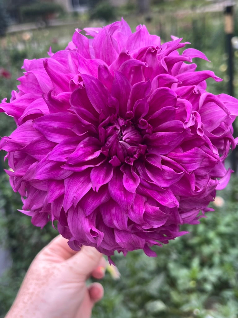 'Wyn's Flowerlady Mom' Tuber