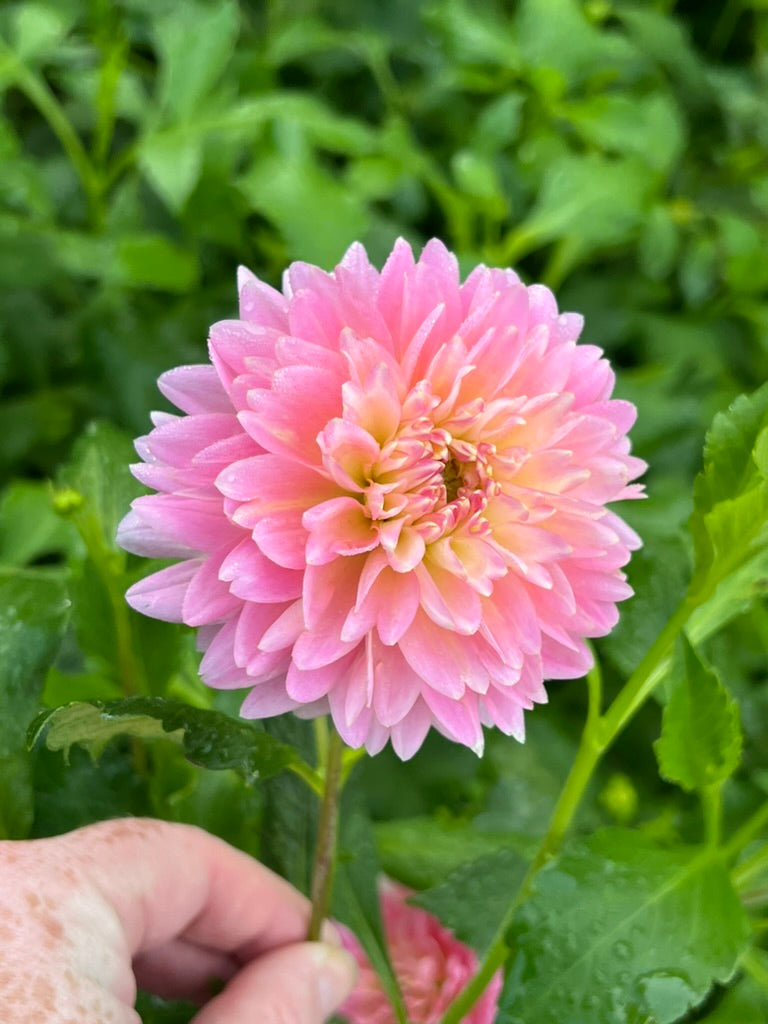 'Rosemary Webb' Tuber