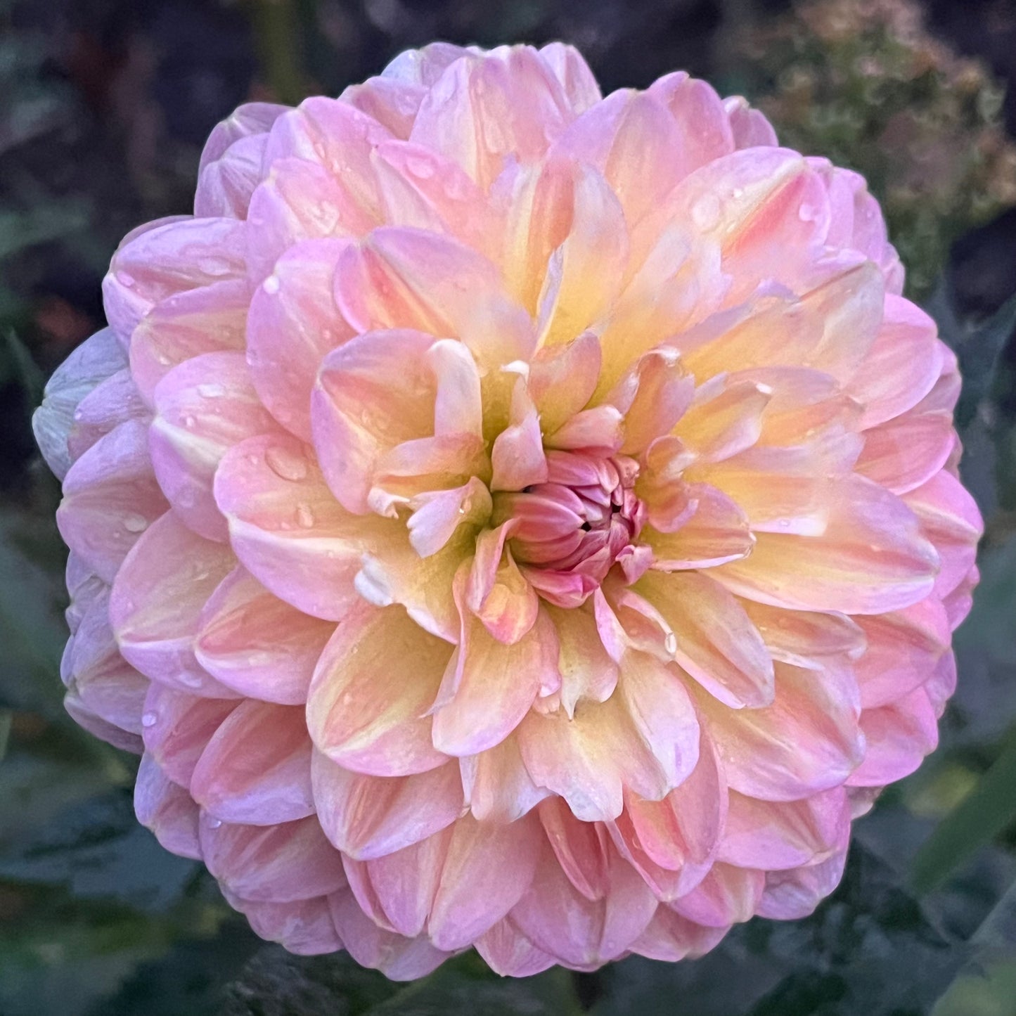 'Hapet Old Charm' Tuber