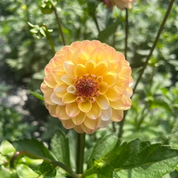 'Double Jill' Tuber
