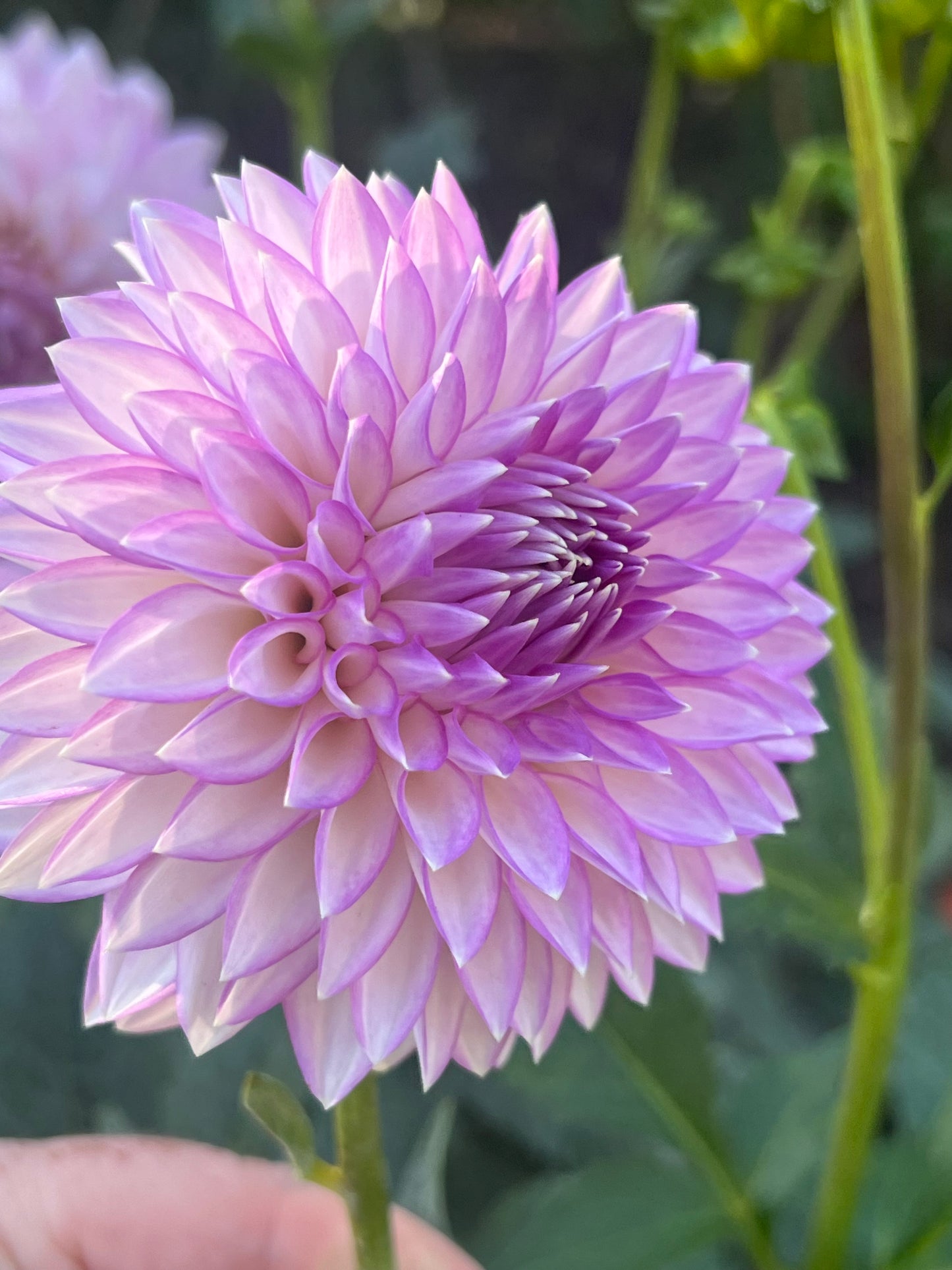 'Clearview David' Tuber