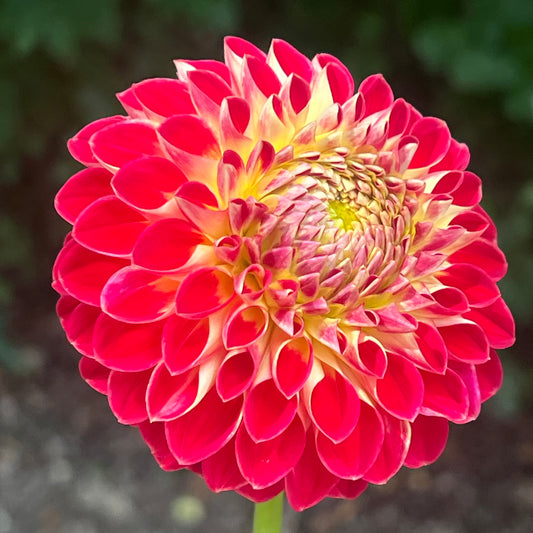 'Greek Sunset' Tuber