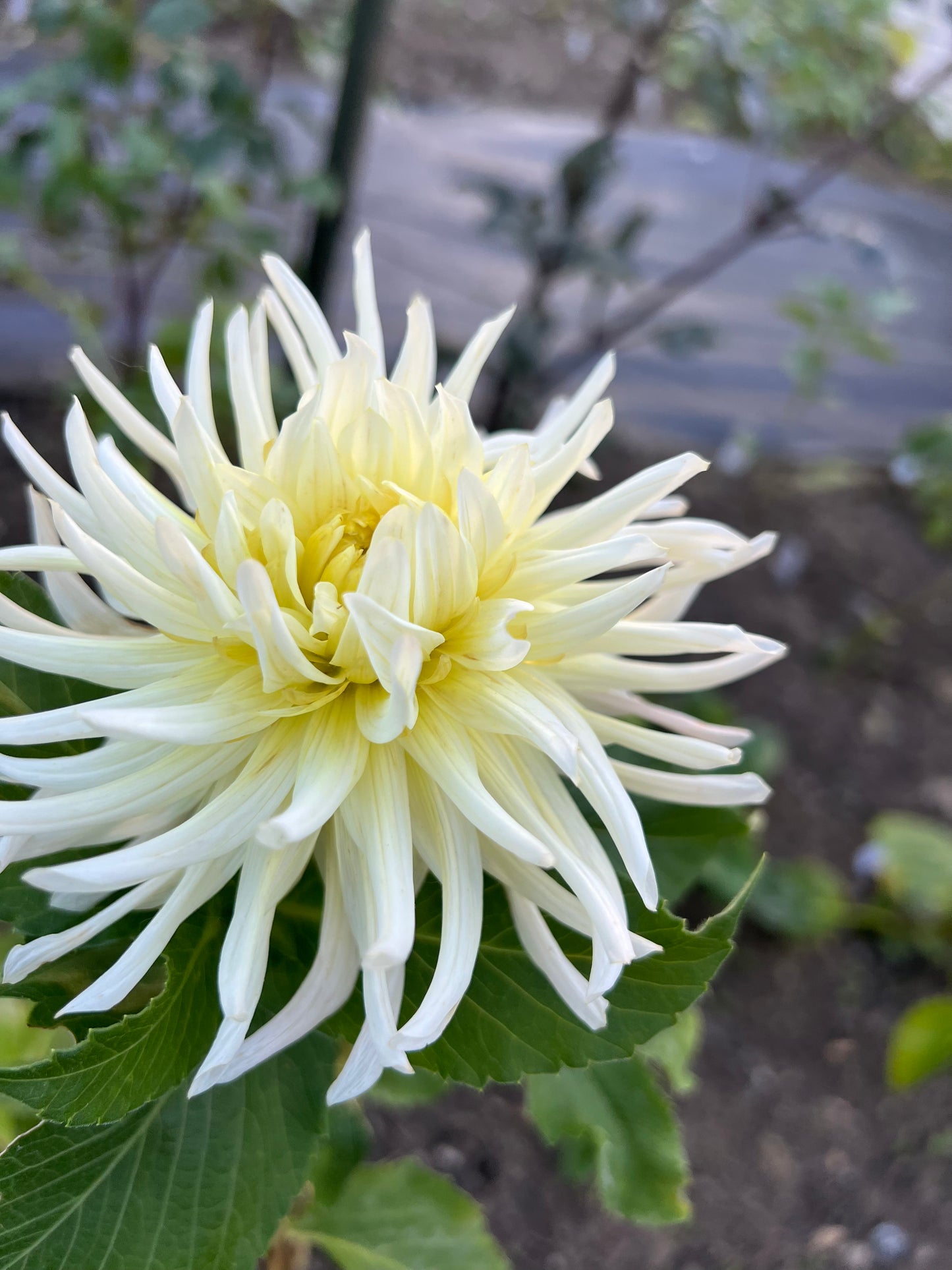 'Clearview Sarah' Tuber