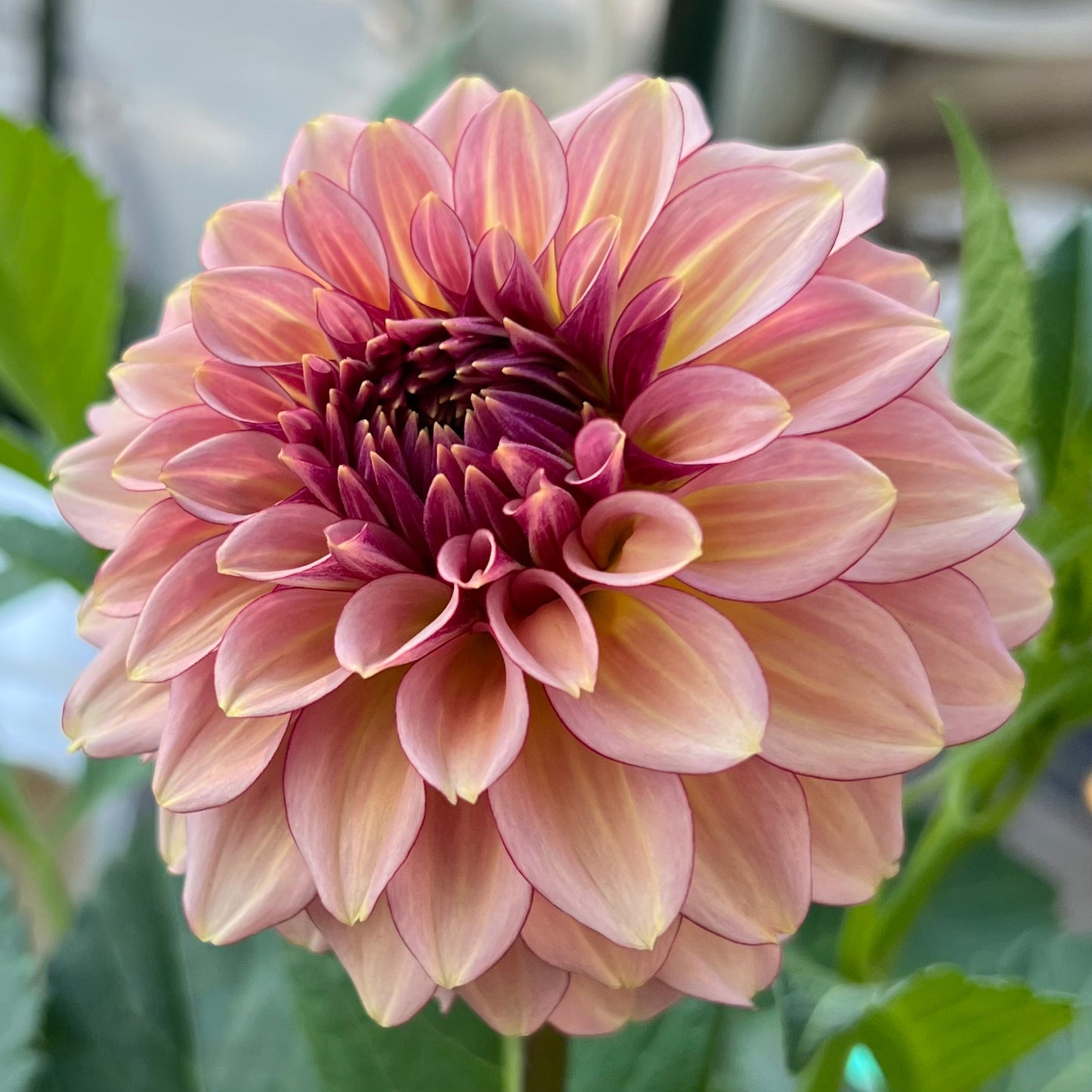 'RM Mirage' Tuber