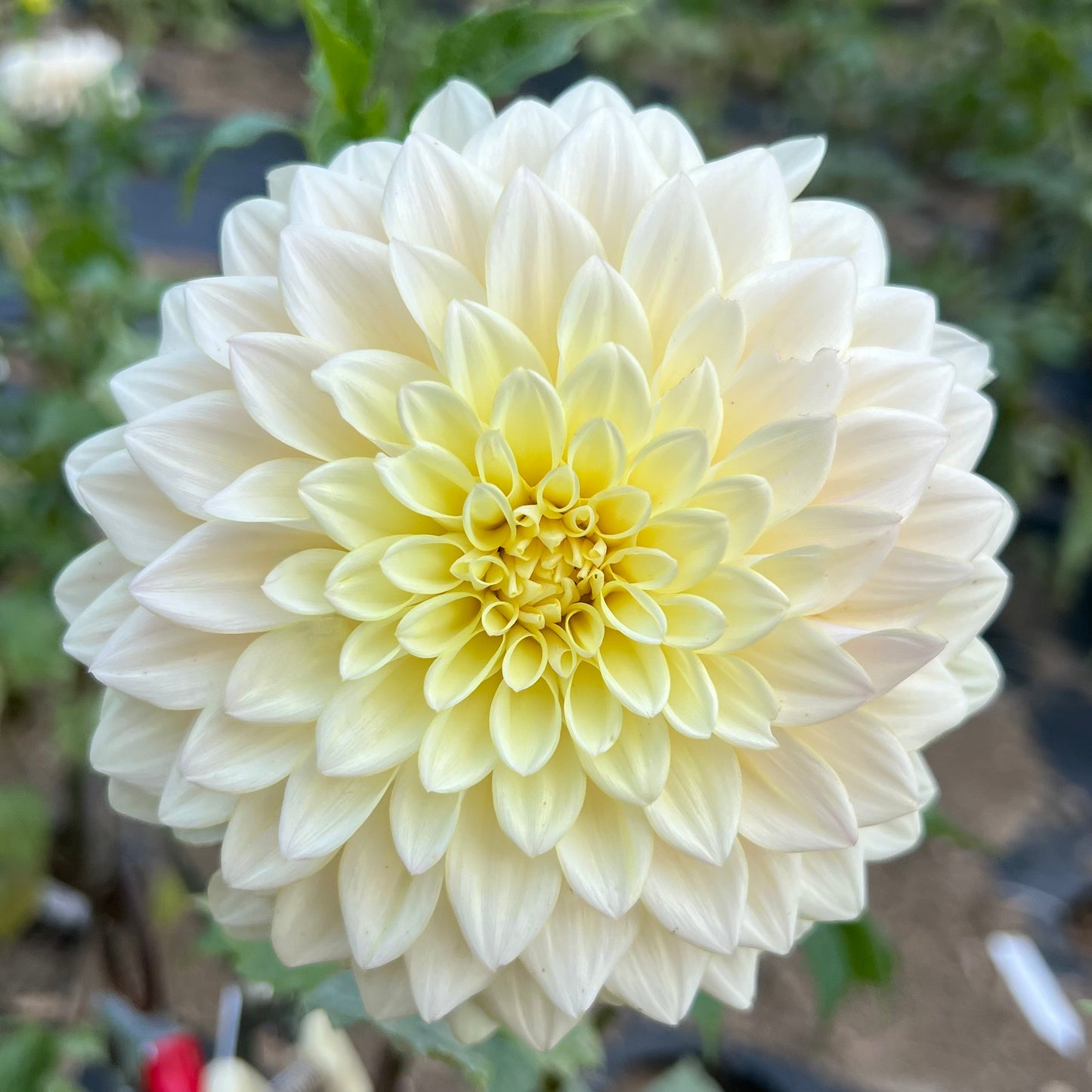 'Lee's Halo' Tuber
