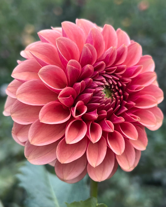 'Levi's Fiery Plum' Tuber