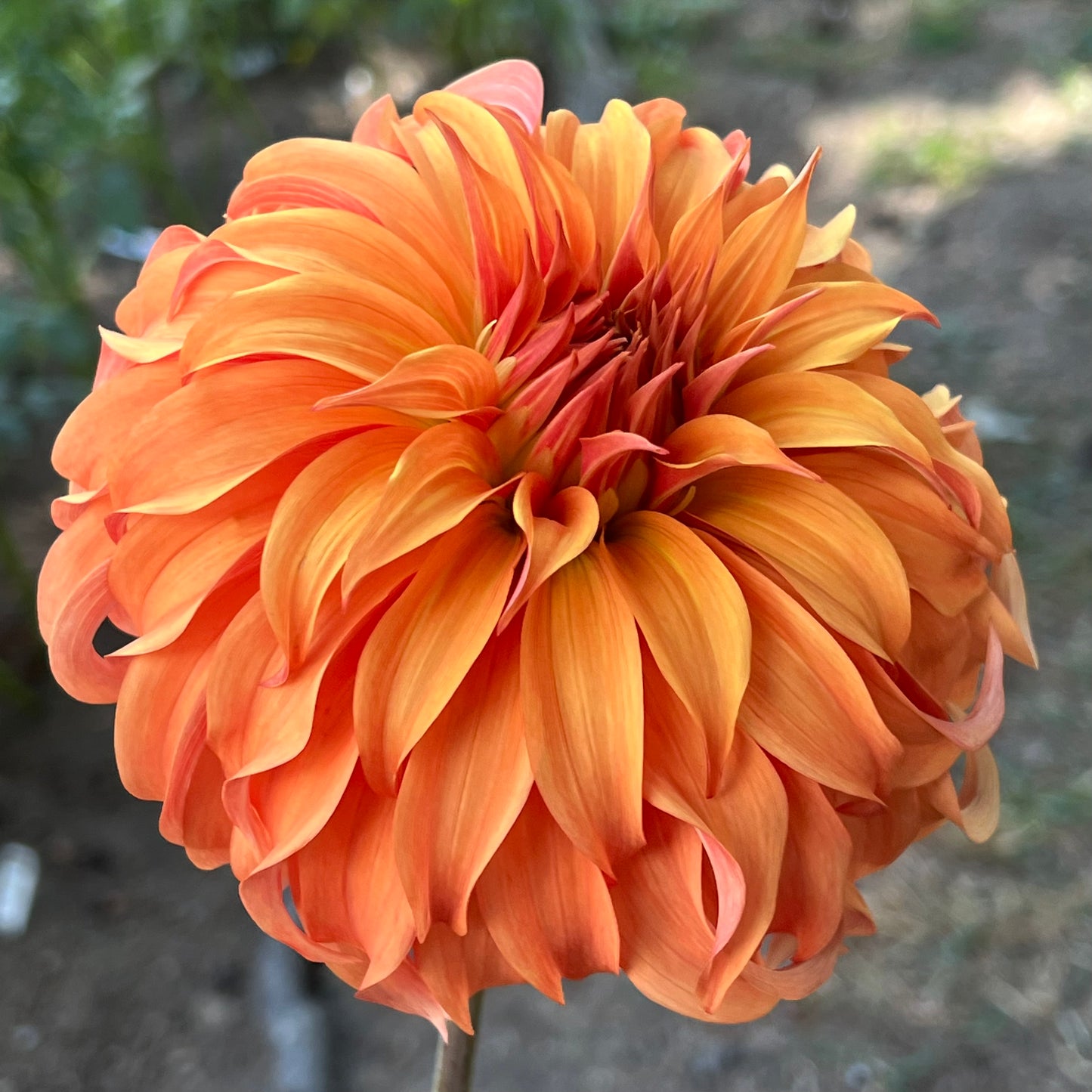 'Bloomquist Jean' Tuber