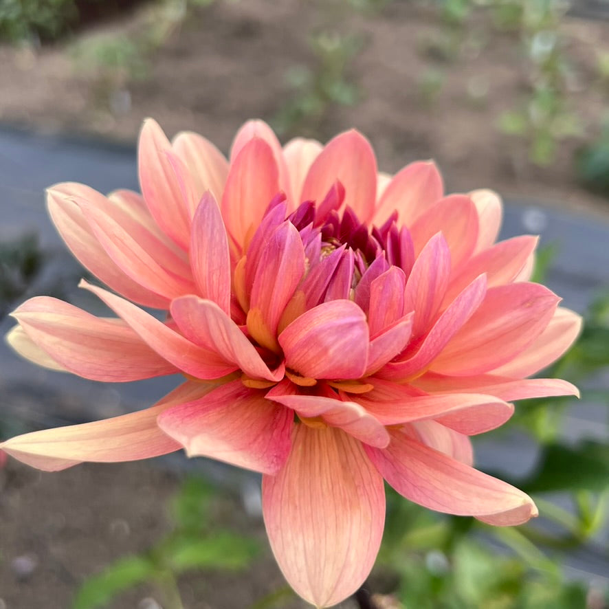 'Chateau de la Bourdaisiere' Tuber