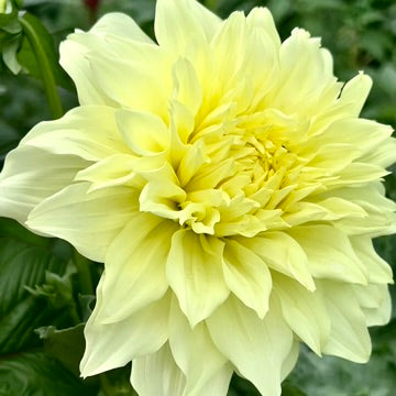 'Hapet Colossos' Tuber