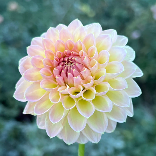 'Barbarry Dominion' Tuber