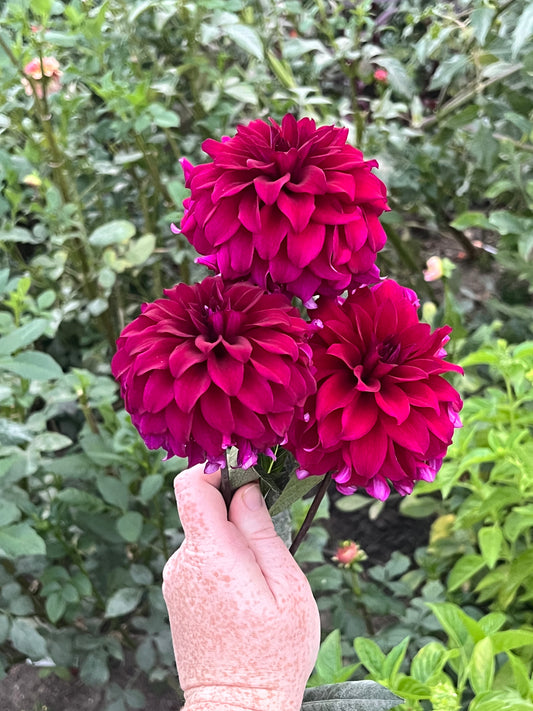 'River's Cleopatra' Tuber
