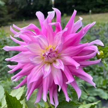 'Mingus Wesley' Tuber