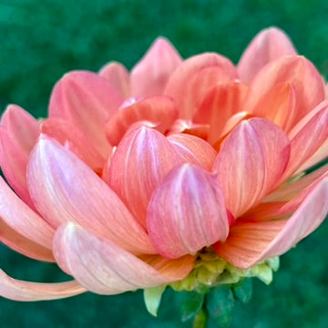 'Hollyhill Sophia Two' Tuber
